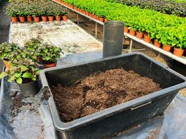 Planting preparation with soil and pots in a greenhouse environment photo