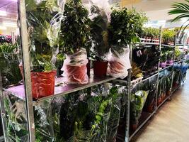 Variety of potted plants displayed in a nursery environment for sale and decoration. photo