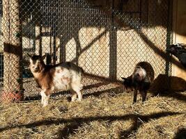 Two goats in a sunny enclosure with hay bedding and a fence background photo