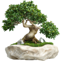 Bonsai tree with a thick trunk and dense green foliage on a stone base png