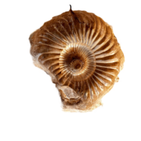 Beautifully preserved ammonite fossil with intricate spiral patterns png