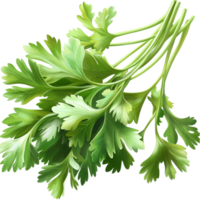 Lush green parsley leaves with a and organic appearance png