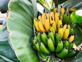 Bunch of ripe and unripe bananas growing surrounded by lush green leaves photo