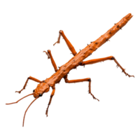 Orange Stick Insect Crawling Surface in Natural Habitat png