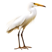 Elegant White Bird Standing Gracefully in a Natural Setting png