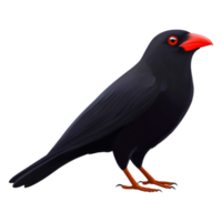 Exotic black bird with vibrant red beak and striking red eyes png