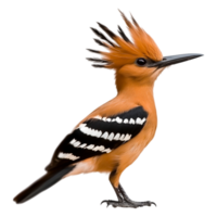 Colorful Bird with Unique Crest and Striking Feather Patterns png