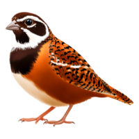 Colorful Bird with Striking Patterns and Unique Features on Display png