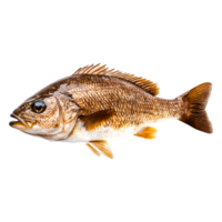 Fresh and Vibrant Red Snapper Fish png