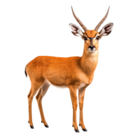 Realistic depiction of a graceful antelope standing in profile view png