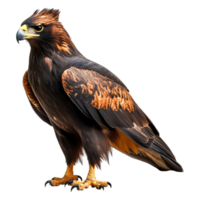 Majestic Golden Eagle Displaying Powerful Presence in Nature png