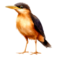 Impressive Watercolor Illustration of a Colorful Bird with Unique Features png