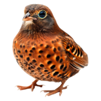 closeup View of a Colorful Songbird with Intricate Feather Patterns png