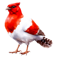Vibrant Red and White Bird with Distinctive Feather Patterns png