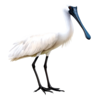 Elegant White Bird Standing Gracefully on One Leg in Nature Setting png