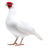 Elegant White Bird with Distinctive Red Head and Fiery Beak png