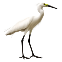 Elegant White Bird Standing Tall with Sharp Yellow Beak and Long Legs png
