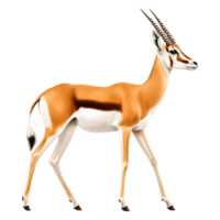 Elegant Antelope Striding Through Open Grassland in a Natural Pose png