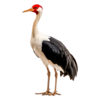 Majestic Crane Standing Gracefully with Striking Plumage and Colors png