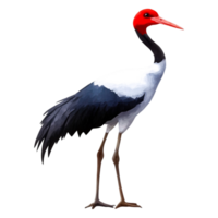 Elegant Painted Stork with Red Head and Striking Black Wings png