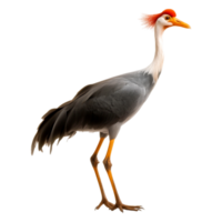 Majestic Bird with Colorful Beak and Elegant Plumage in Nature png