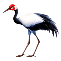 Elegant Red-Crowned Crane Standing Proudly with Vibrant Feathers png