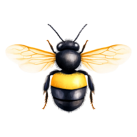 Realistic Illustration of a Detailed Bumblebee with Flexible Wings png