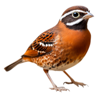 Colorful Bird with Striking Features Perched on Displaying Posture png