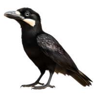 Realistic Illustration of a Black Bird with Distinct Features png