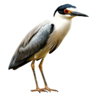 Intriguing Black-Crowned Night Heron with Striking Eyes and Feathers png