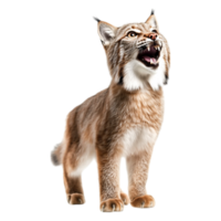 Realistic Lynx Portrait with Intense Expression in Nature Environment png