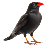 Striking Black Bird with Red Beak and Bright Eyes on png