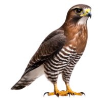 Striking Hawk with Bold Stripes and Detailed Feather Patterns png