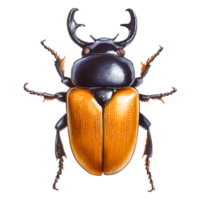 Colorful insect with striking patterns and unique features on display png