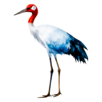 Elegant Crane with Graceful Posture and Colorful Plumage png