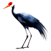 Elegant Crane Bird Standing Tall with Graceful Posture png