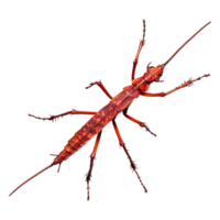 Red Insect Crawling on with Fine Details png