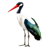 Elegant Stork with Red Beak and Colorful Feathers in Natural Pose png