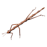 Brown Stick Insect on with Elegant Posture png