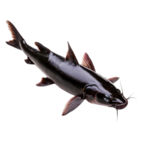 Black Catfish with Smooth Body and Pronounced Whiskers in Detail png