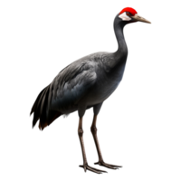 Majestic Grey Crane with Red Crown Stands Proudly by Water's Edge png