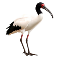 Elegant Stork with Black Wings and Red Face Standing on One Leg png