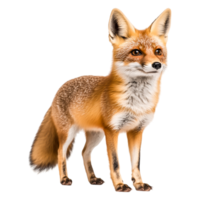 Realistic Portrait of a Beautiful Red Fox in a Natural Setting png