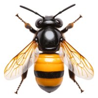 closeup of a Colorful Bee with Striped Abdomen and Transparent Wings png