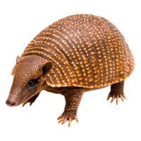 Detailed Illustration of a Realistic Armadillo with Textured Shell png