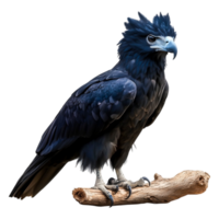 Majestic Blue Eagle Perched on Branch Against a Soft Background png