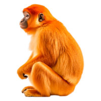 Orange Monkey Sitting in Profile with a Lively Expression png