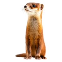 Curious Weasel Standing Upright in Natural Habitat Environment png