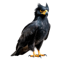 Majestic Black Hawk Perched Poised For Flight In Natural Environment png