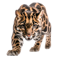 closeup of a Strikingly Beautiful Wild Cat with Unique Fur Pattern png